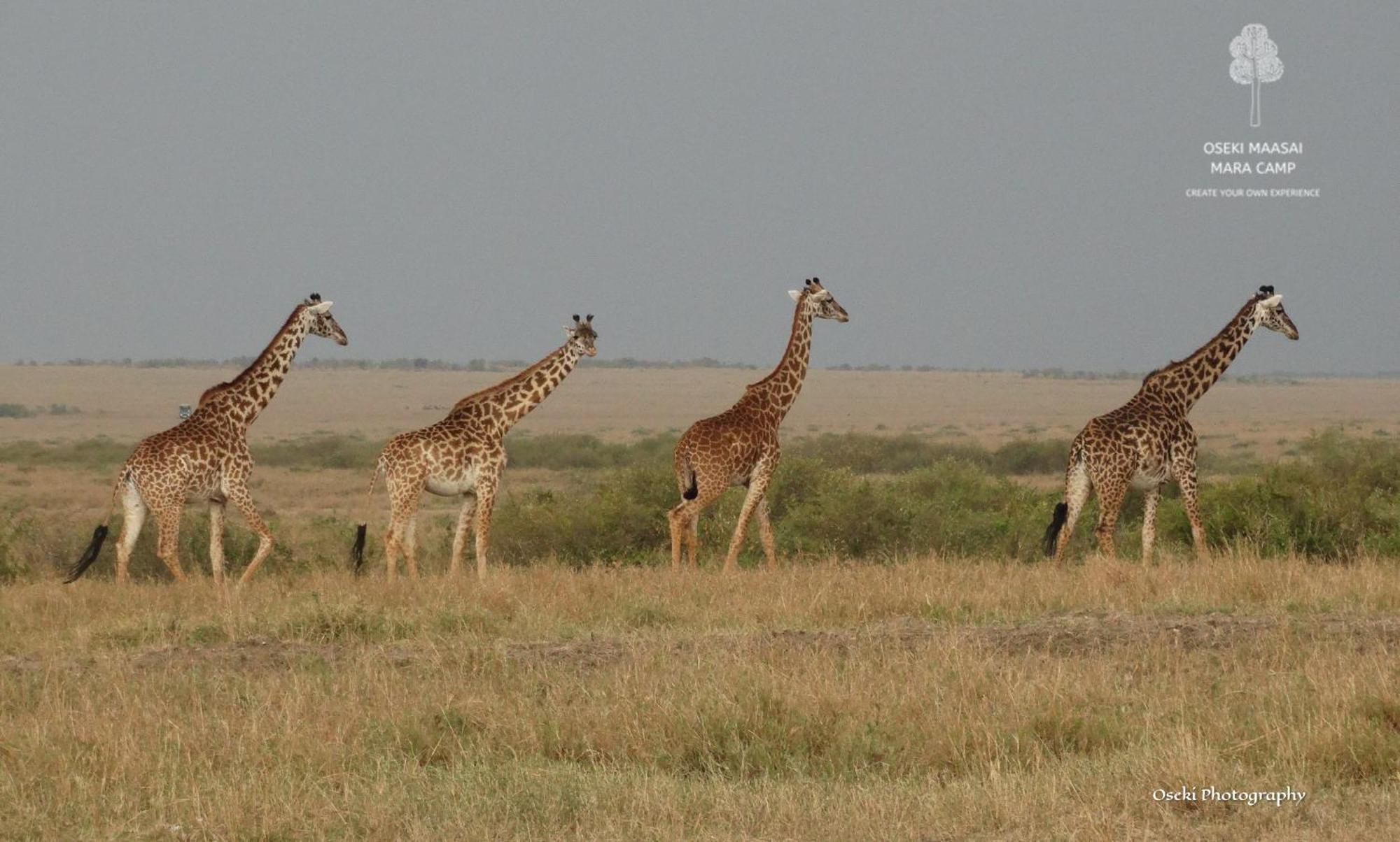 Hotel Oseki Maasai Mara Camp Narok Esterno foto