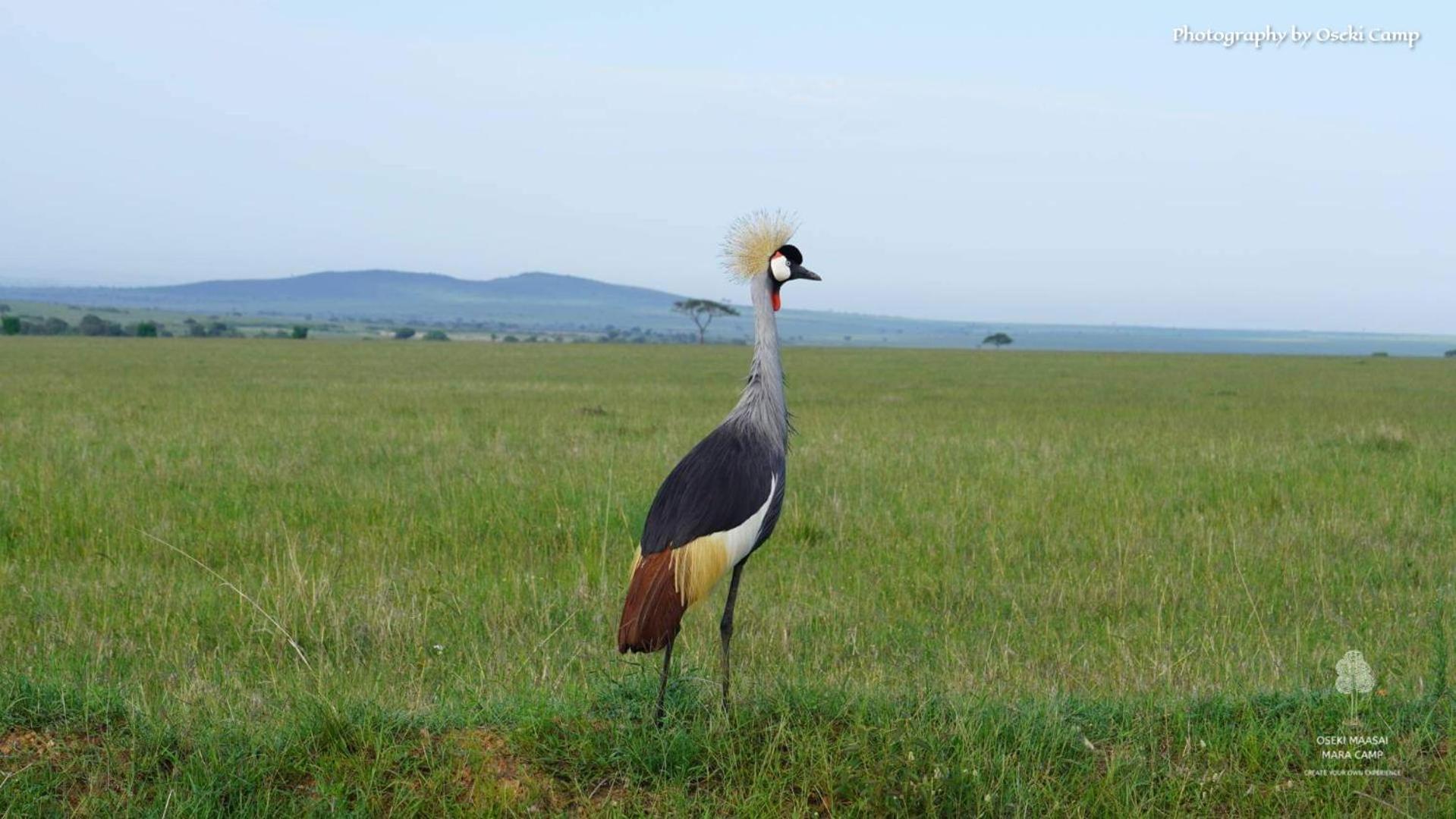 Hotel Oseki Maasai Mara Camp Narok Esterno foto