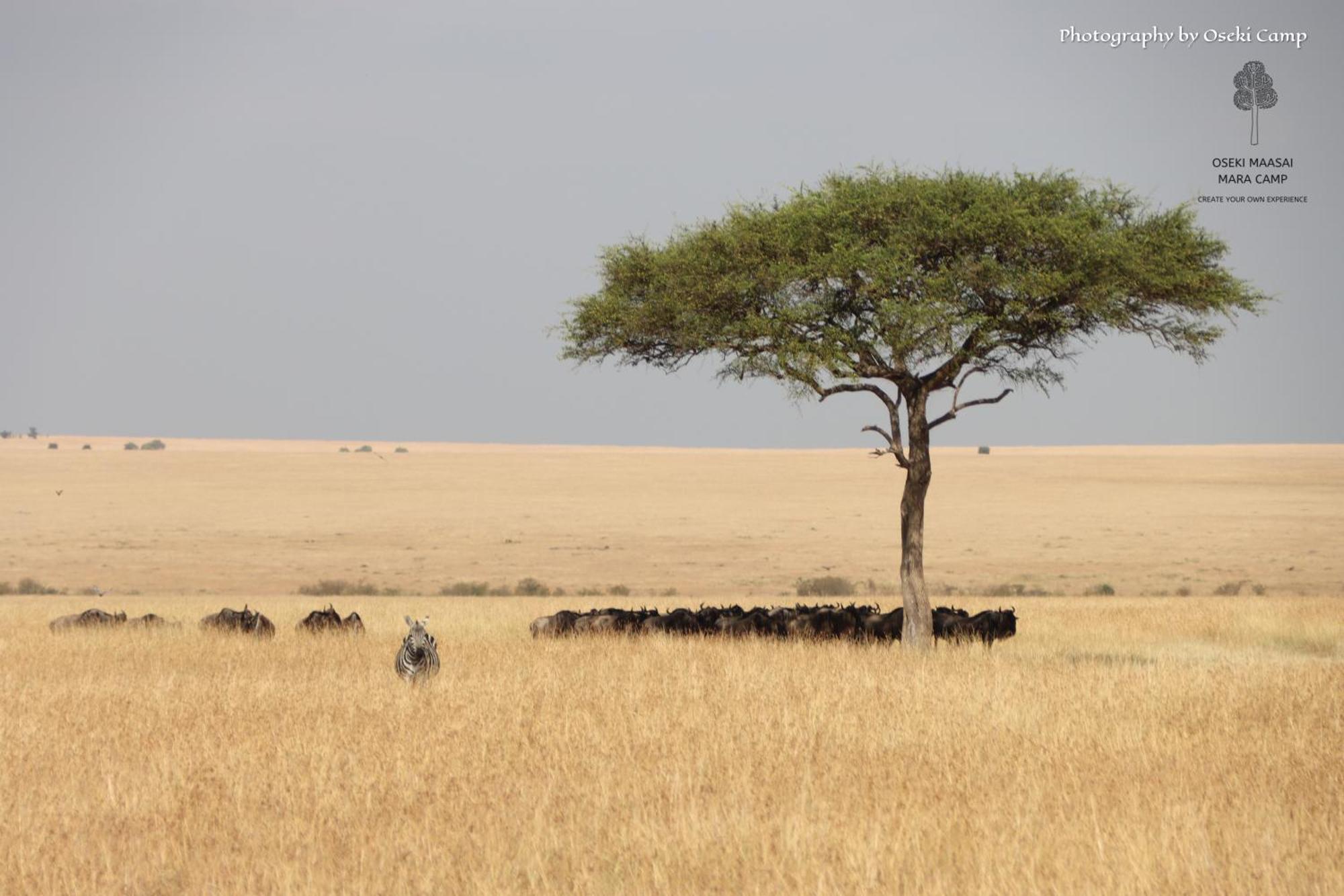 Hotel Oseki Maasai Mara Camp Narok Esterno foto