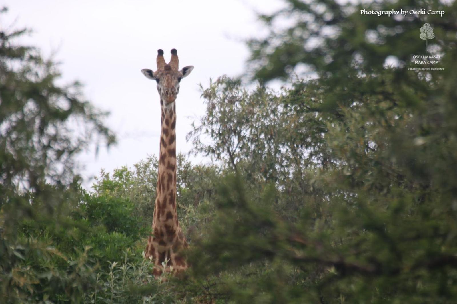 Hotel Oseki Maasai Mara Camp Narok Esterno foto